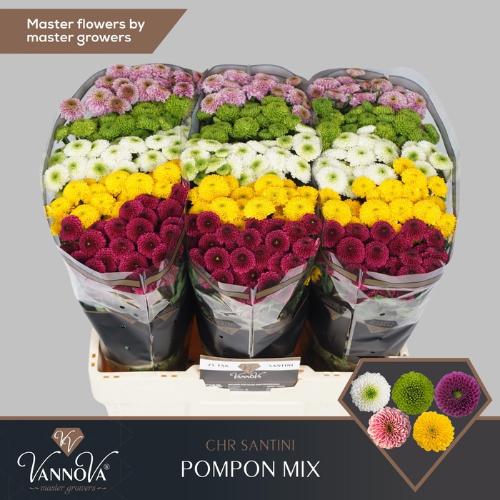 Chrysanthemum Indicum Grp tros santini pompon gemengd in bos