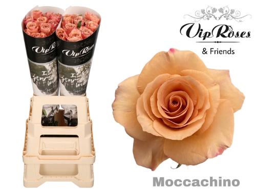 Rosa grootbloemig Moccachino