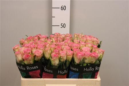 Rosa grootbloemig De Ruiter's Lovely Jewel