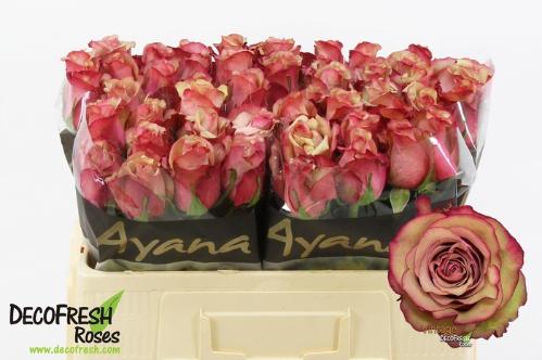 Rosa grootbloemig Vintage