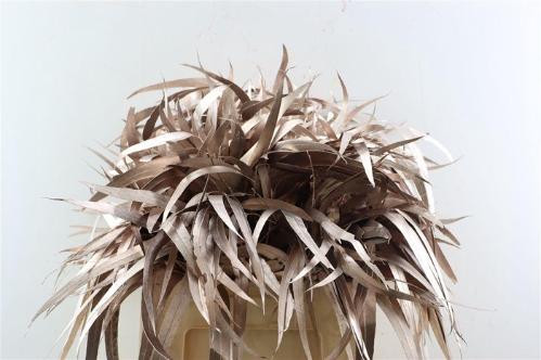 Eucalyptus cinerea kleurbehandeld per bos H%