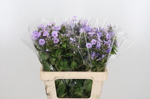 Phlox Paniculata Grp 'Butterfly'