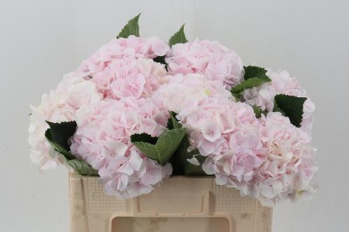 Hydrangea macrophylla 'Sweet Verena'