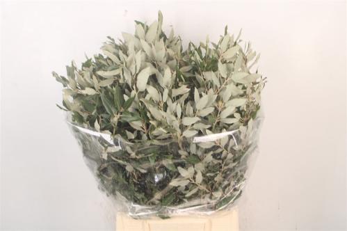 Decoratiegroen groot blad