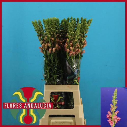 Antirrhinum majus 'Potomac Early Pink'