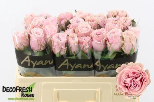 Rosa grootbloemig Addicted 2 Love