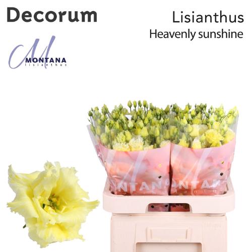 Eustoma russellianum gevuldbloemig overig