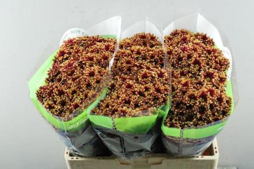 Chrysanthemum (Indicum Grp) tros santini Miri Yellow