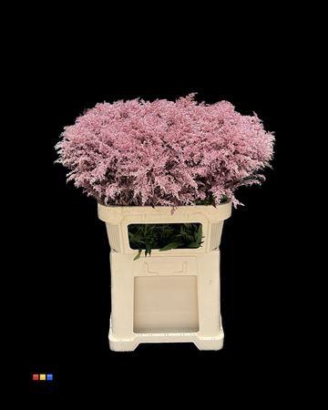 Solidago kleurbehandeld H%