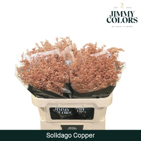 Solidago kleurbehandeld H%