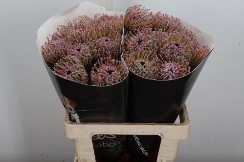 Leucospermum overig