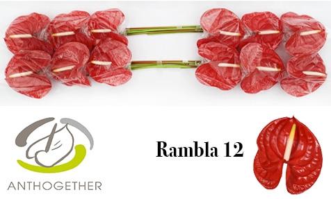 Anthurium (Andreanum Grp) Rambla