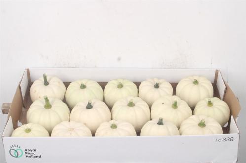 Siervruchten per stuk Cucurbita pepo 'Baby Boo'