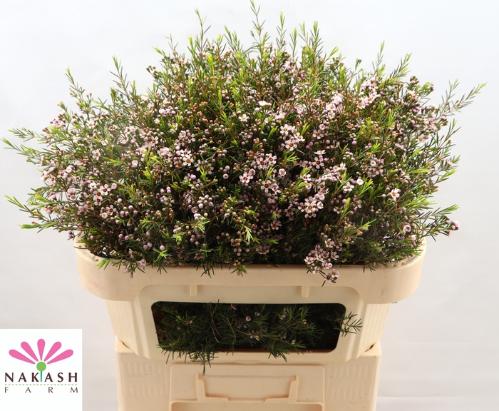 Chamelaucium uncinatum 'Romi'