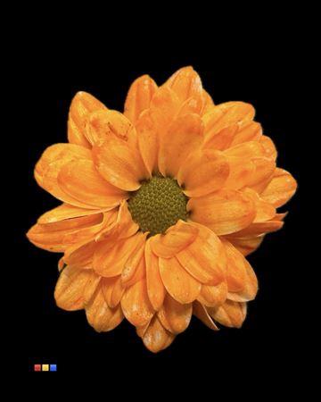 Chrysanthemum Indicum Grp tros santini kleurbehandeld H%
