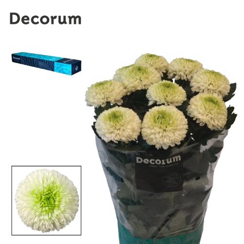 Chrysanthemum (Indicum Grp) geplozen Alibaba