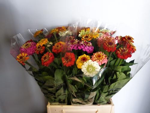 Zinnia overig gemengd