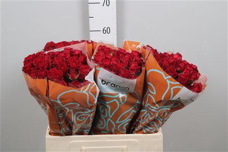 Rosa tros Dominica