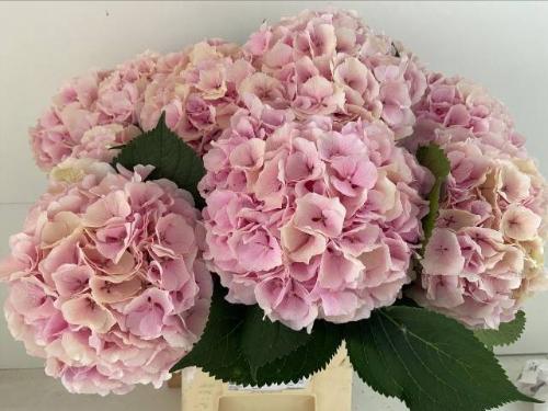 Hydrangea macrophylla 'Verena' (classic)