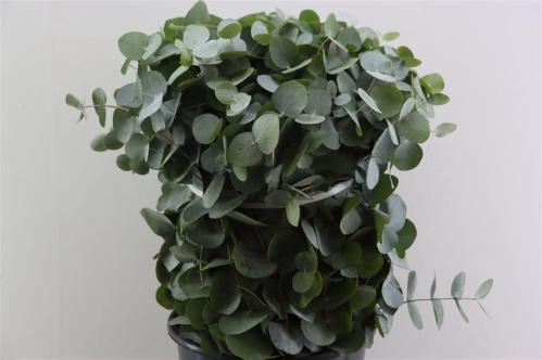 Eucalyptus overig blad