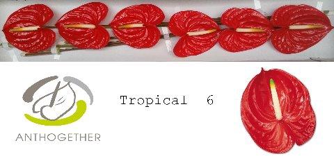 Anthurium Andreanum Grp 'Tropical'
