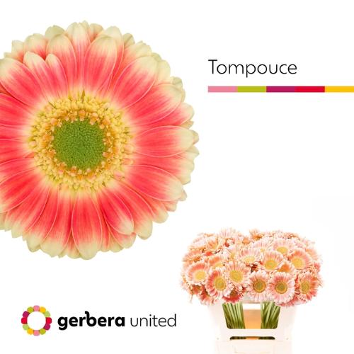 Gerbera mini 'Tompouce'