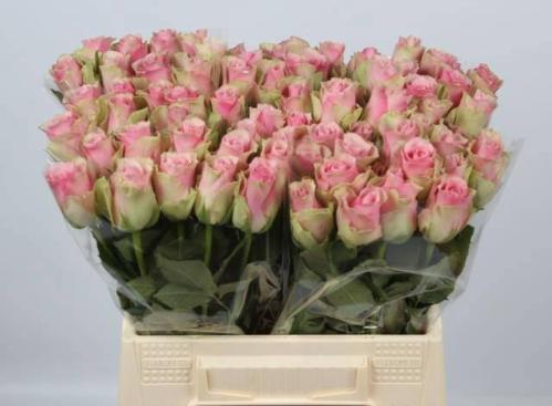 Rosa grootbloemig Belle Rose