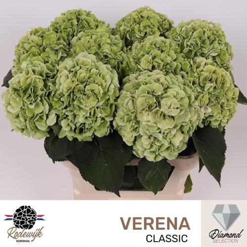 Hydrangea macrophylla 'Verena' (classic)