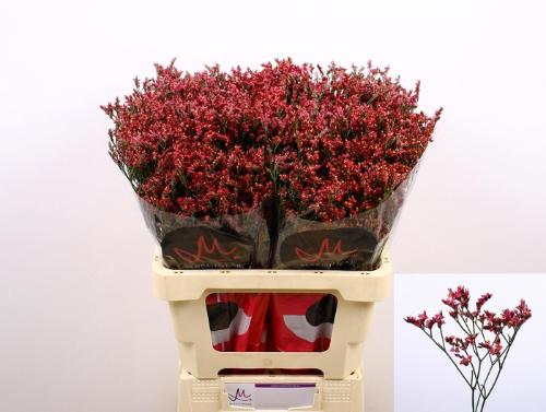 Limonium sinensis Scarlet Diamond
