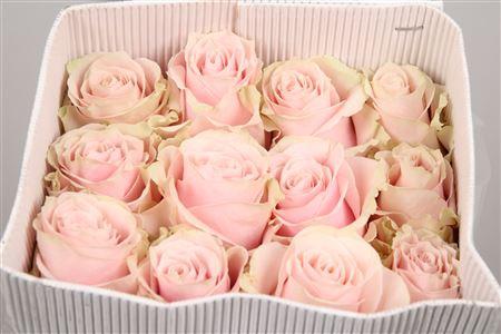 Rosa grootbloemig Pink Mondial