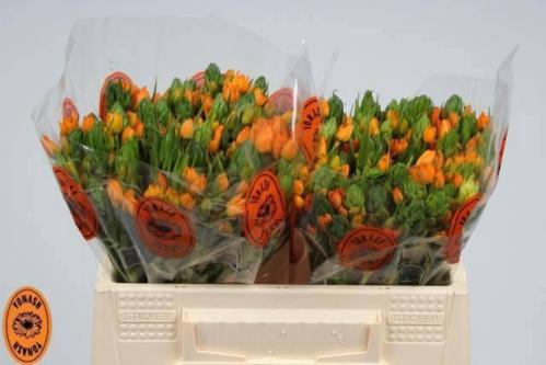 Ornithogalum dubium 'Sunshine'