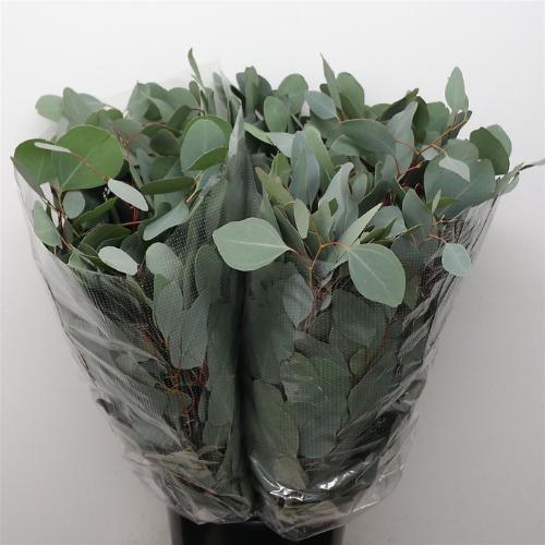 Eucalyptus per bos populifolia