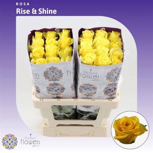 Rosa grootbloemig Rise & Shine