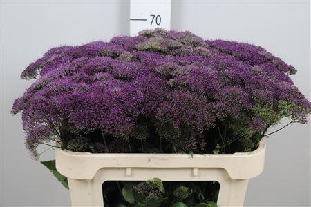 Trachelium caeruleum Purple Lake Michigan
