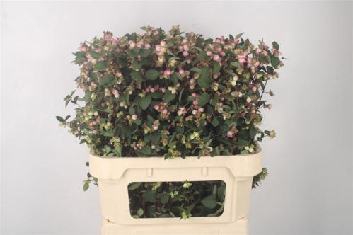 Symphoricarpos Magical Charming Fantasy