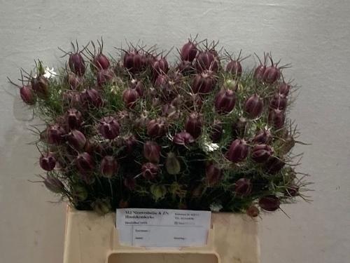 Nigella damascena (zaaddozen) per bos