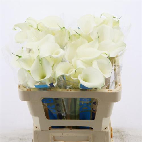 Zantedeschia Pure Art