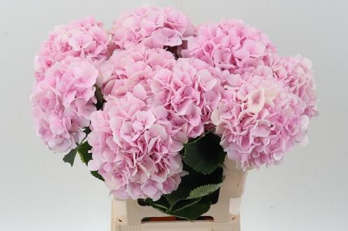 Hydrangea macrophylla 'Verena'