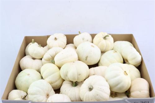 Siervruchten per stuk Cucurbita pepo 'Baby Boo'