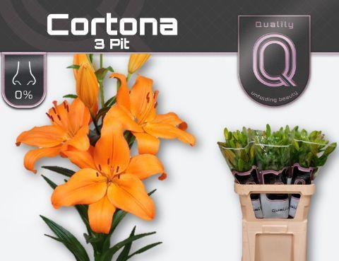 Lilium (LA-hybrids Grp) 'Cortona'