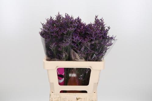 Limonium Safora Dark Blue