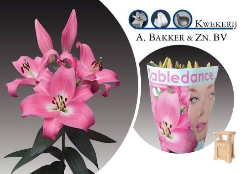 Lilium Oriental x Trumpet Grp 'Tabledance'