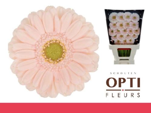 Gerbera mini Alix-Noor