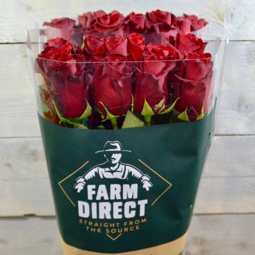 Rosa grootbloemig Explorer