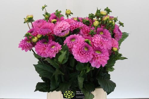 Dahlia (Ball Grp) 'Dark Wizard'