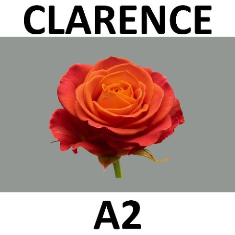 Rosa grootbloemig Clarence+