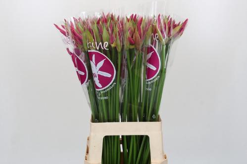 Nerine Bowdenii Grp 'Ras van Roon'