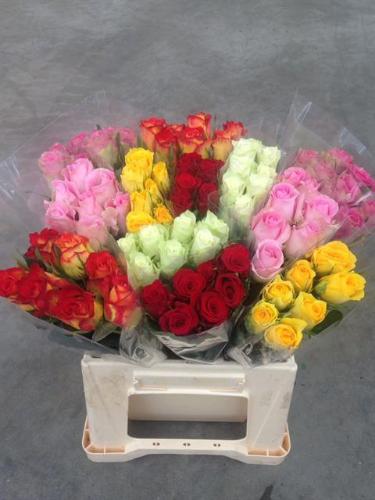 Rosa grootbloemig gemengd in fust