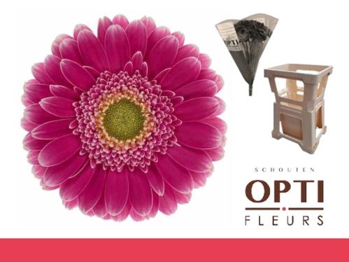 Gerbera mini Wonderwall