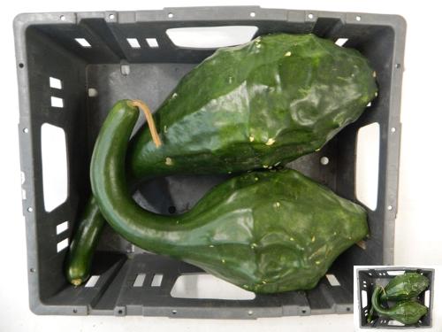 Cucurbita